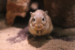 Tierpark Hellabrunn: Maus