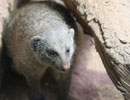 Tierpark Hellabrunn: Zebramanguste