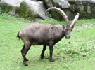 Tierpark Hellabrunn: Alpensteinbock