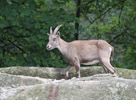 Tierpark Hellabrunn: Alpensteinbock