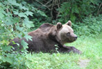 Tierpark Hellabrunn: europaeischer Braunbaer