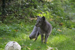 Tierpark Hellabrunn: Polarfuchs