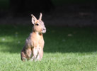 Tierpark Hellabrunn: Pampashase