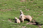 Tierpark Hellabrunn: Praeriehund