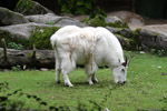 Tierpark Hellabrunn: Schneeziege