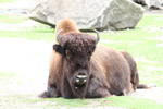 Tierpark Hellabrunn: Waldbison