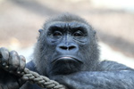Tierpark Hellabrunn: Gorilla