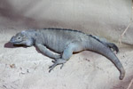 Tierpark Hellabrunn: Nashornleguan