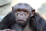 Tierpark Hellabrunn: Schimpanse
