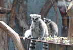Tierpark Hellabrunn: Katta