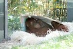 Tierpark Hellabrunn: Orang Utan
