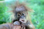 Tierpark Hellabrunn: Orang Utan