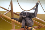 Tierpark Hellabrunn: Silbergibbon