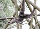 Tierpark Hellabrunn: Silbergibbon