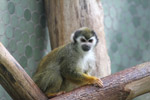 Tierpark Hellabrunn: Totenkopfaffe