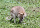 Tierpark Hellabrunn: Flinkwallaby