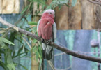 Tierpark Hellabrunn: Rosakakadu