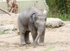 Tierpark Hellabrunn: asiatischer Elefant