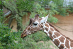 Tierpark Hellabrunn: Netzgiraffe