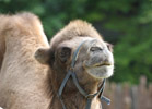 Tierpark Hellabrunn: Tampeltier