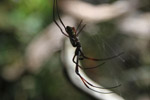 Tierpark Hellabrunn: Seidenspinne