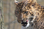 Tierpark Hellabrunn: Chinesischer Schneeleopard