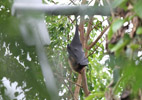 Tierpark Hellabrunn: Flughund
