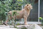 Tierpark Hellabrunn: Loewe