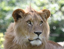 Tierpark Hellabrunn: Loewe