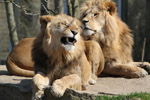 Tierpark Hellabrunn: Loewe