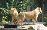 Tierpark Hellabrunn: Loewe