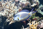 Tierpark Hellabrunn: Blaustreifendoktorfisch