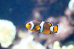 Tierpark Hellabrunn: Clownfisch