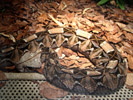 Tierpark Hellabrunn: Gabunviper