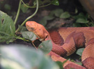 Tierpark Hellabrunn: Kupferkopf
