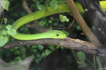 Tierpark Hellabrunn: Schmalkopfmamba
