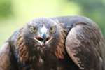 Tierpark Hellabrunn: mongolischer Steinadler