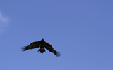 Tierpark Hellabrunn: mongolischer Steinadler