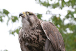 Tierpark Hellabrunn: Sakerfalke