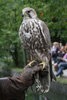 Tierpark Hellabrunn: Sakerfalke