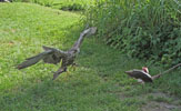 Tierpark Hellabrunn: Sakerfalke