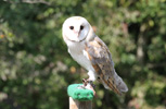 Tierpark Hellabrunn: Schleiereule