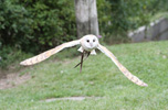 Tierpark Hellabrunn: Schleiereule