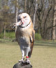 Tierpark Hellabrunn: Schleiereule