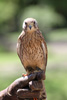 Tierpark Hellabrunn: Turmfalke
