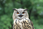 Tierpark Hellabrunn: Uhu