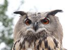 Tierpark Hellabrunn: Uhu