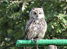 Tierpark Hellabrunn: Waldohreule