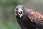 Tierpark Hellabrunn: Wuestenbussard