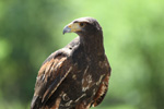 Tierpark Hellabrunn: Wuestenbussard